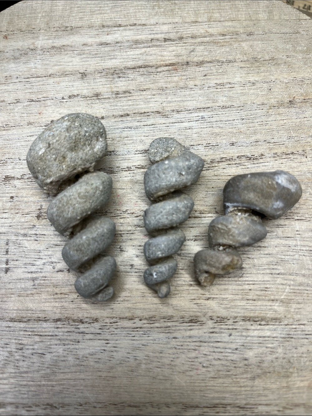 Gastropod Ancient Snail Shell- Approximately 541 Million yrs old - Choice of one